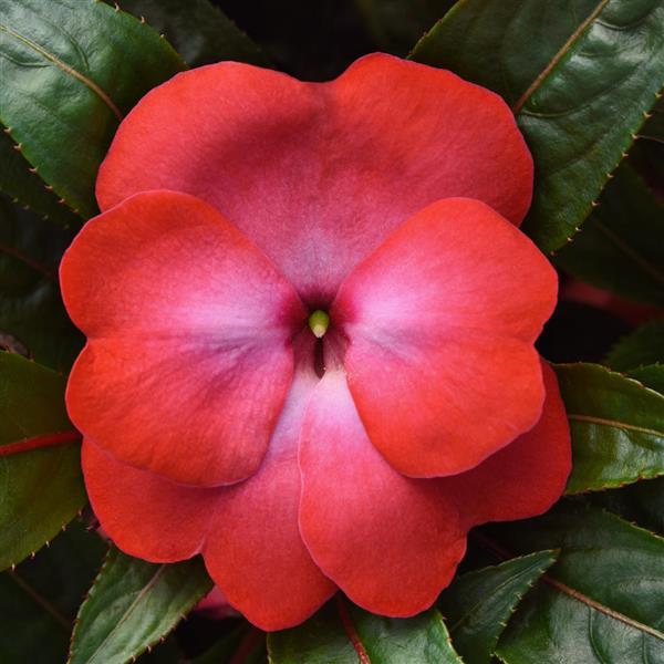 ColorPower™ Cerise Frost