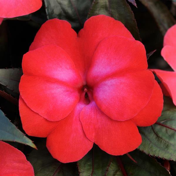 ColorPower™ Dark Pink Flame