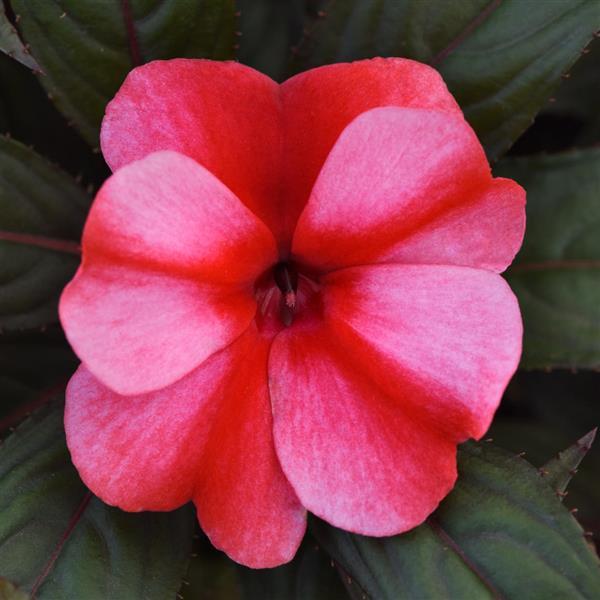 ColorPower™ White Red Flame
