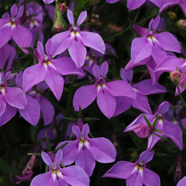Magadi™ Compact Purple