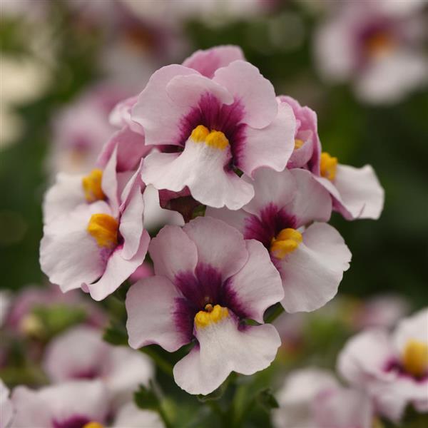 Whimsy™ Appleblossom