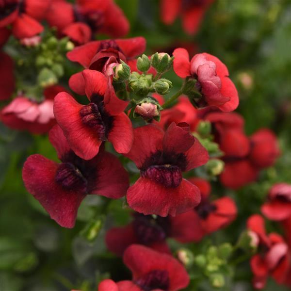Whimsy™ Red