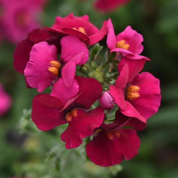 Whimsy™ Deep Rose