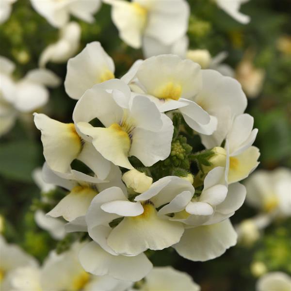 Whimsy™ White