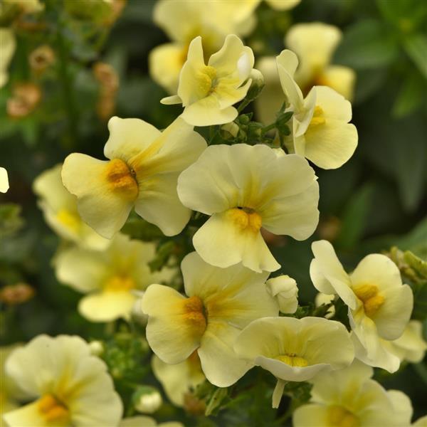 Whimsy™ Yellow