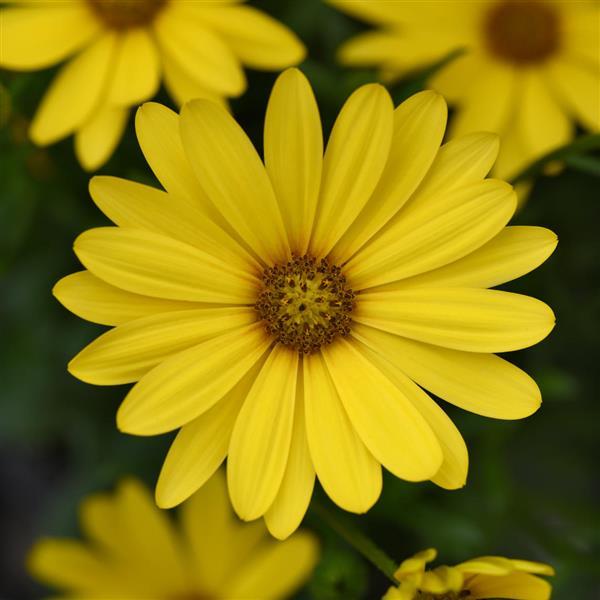 FlowerPower™ Compact Yellow