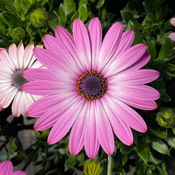 FlowerPower™ Compact Pink+Eye 27