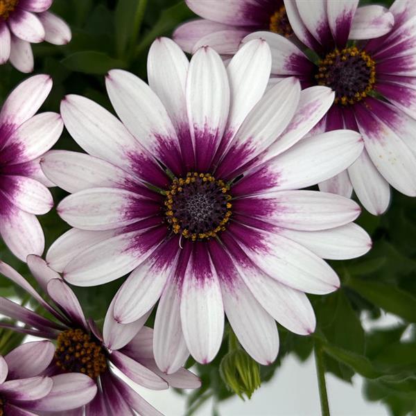 FlowerPower™ Compact White Amethyst
