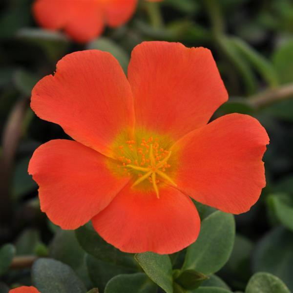 PortoGrande™ Orange