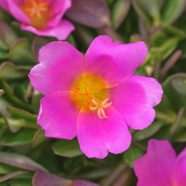 PortoGrande™ Pink