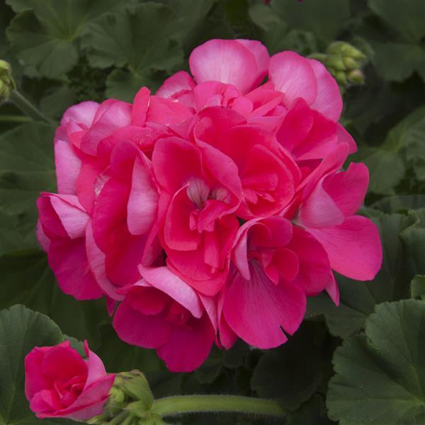 Sunrise™ Hot Pink