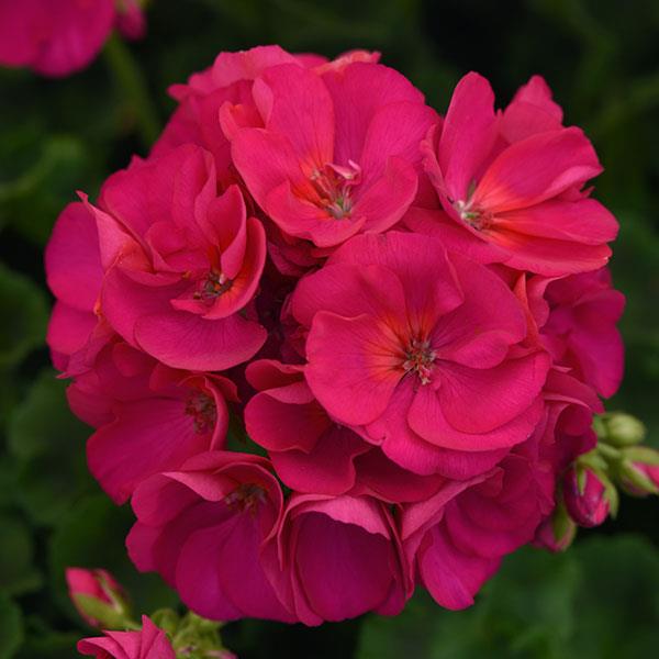 Sunrise™ Violet