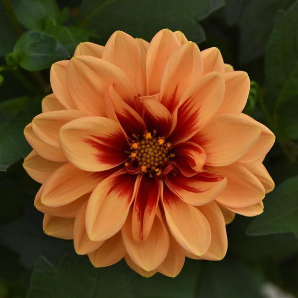 Dalaya<sup>®</sup> Apricot+Red Eye