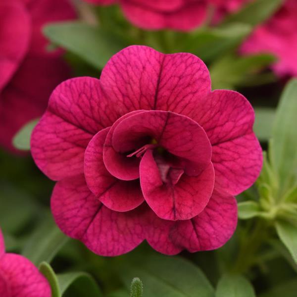 MiniFamous<sup>®</sup> Evo Double Magenta