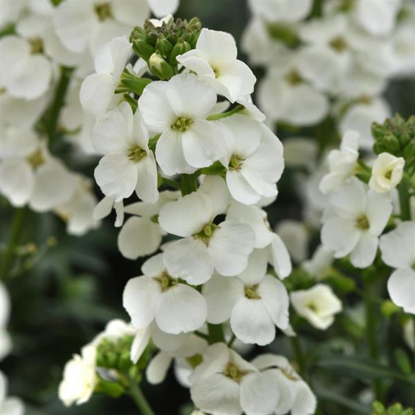 Brightside™ White