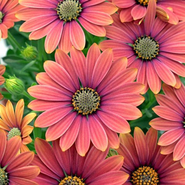 Zion™ Purple Sun