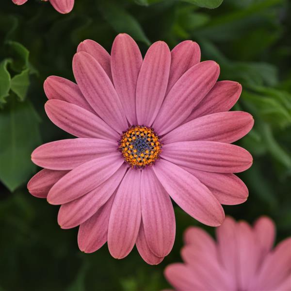 Zion™ Rose Surprise