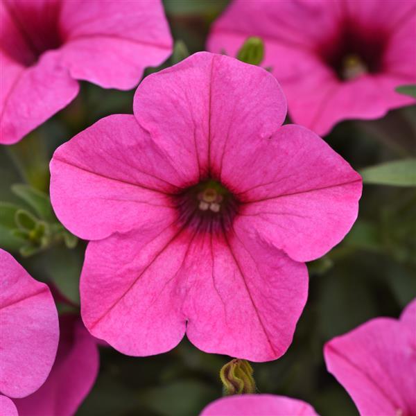 Starlet™ Pink