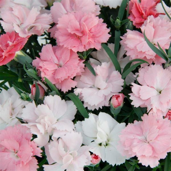 EverLast™ Pink to White