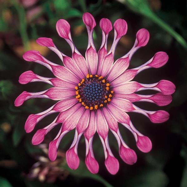 FlowerPower™ Spider Pink