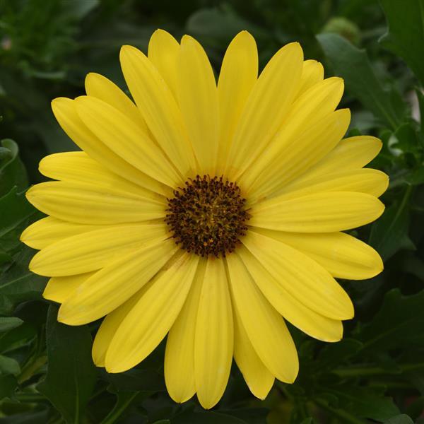 FlowerPower™ Compact Yellow