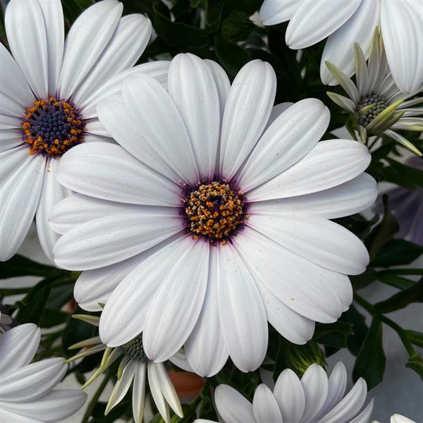 FlowerPower™ Compact White 25