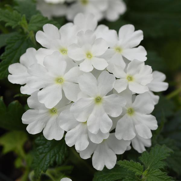 Blues™ White