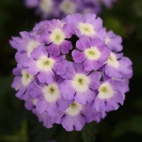 Blues™ Lavender+Eye