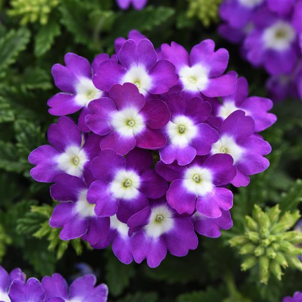 Blues™ Violet+Eye