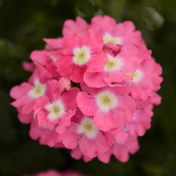 Blues™ Rose+Eye