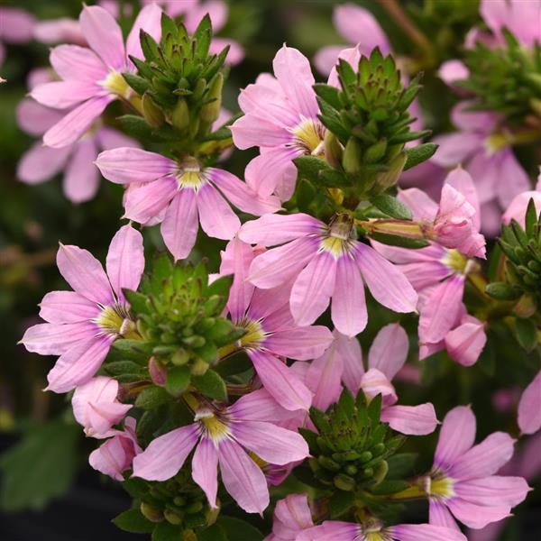 Fairy™ Pink