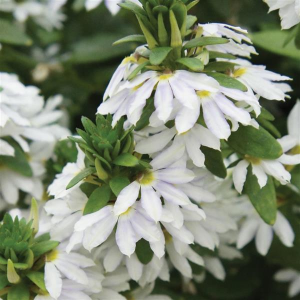 Fairy™ White