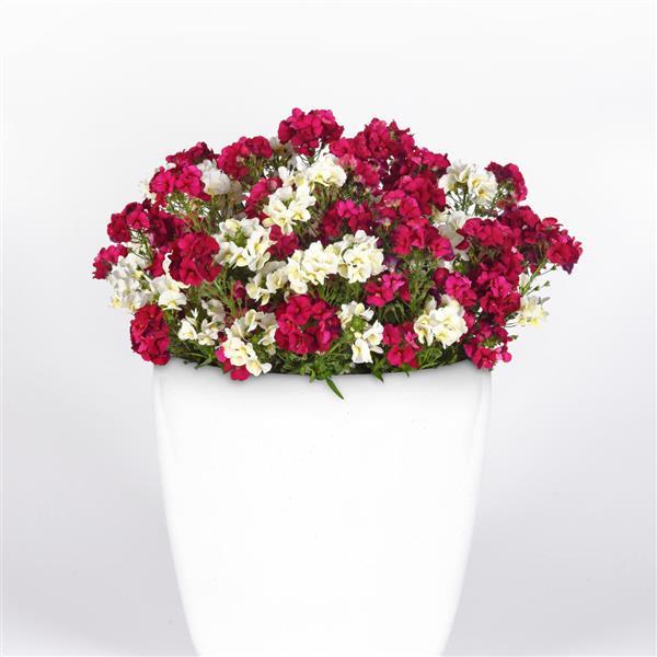 Trixi® Spring Symphony