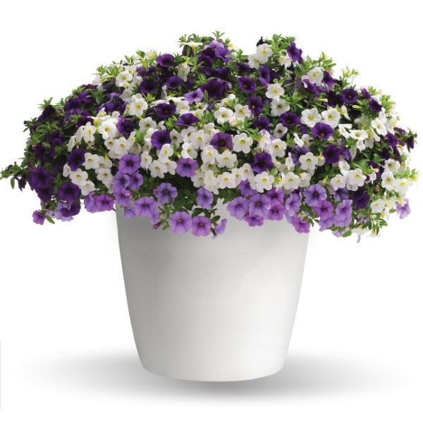Trixi® Purple with a Purpose
