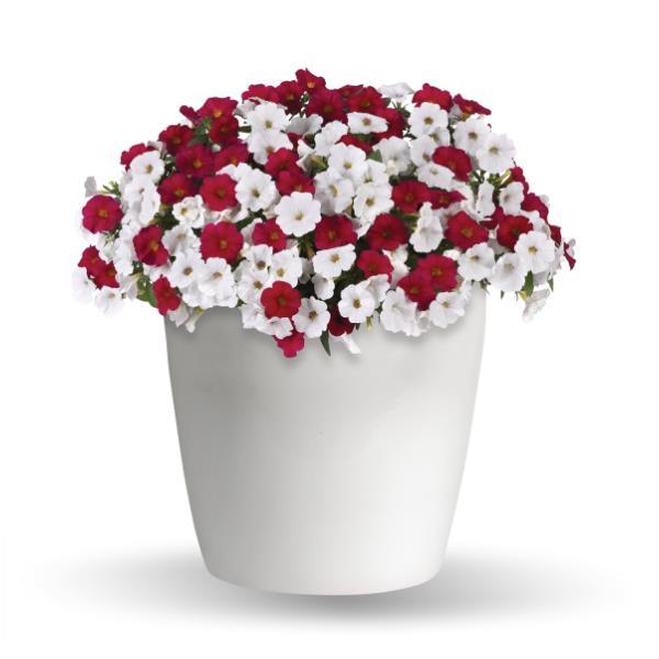 Trixi® Red & White Forever
