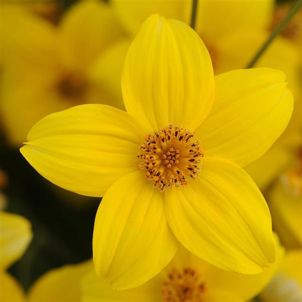 Namid™ Early Yellow