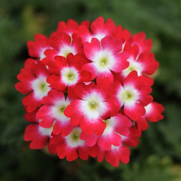 Lascar™ Red Rose
