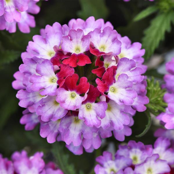 Lascar™ Purple+White