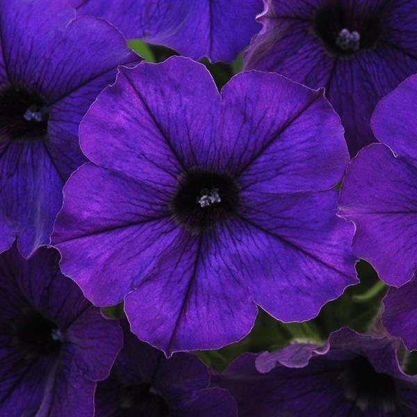 Starlet™ Blue