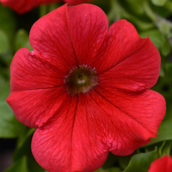 Starlet™ Red