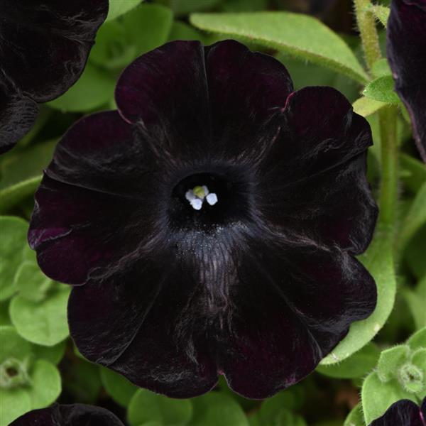 Starlet™ Velvet