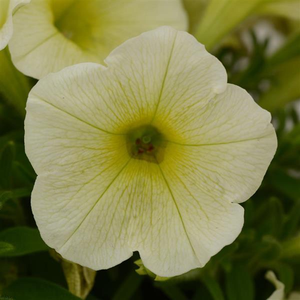 Starlet™ Yellow