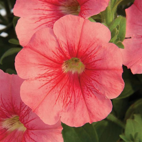 Starlet™ Salmon Red Vein
