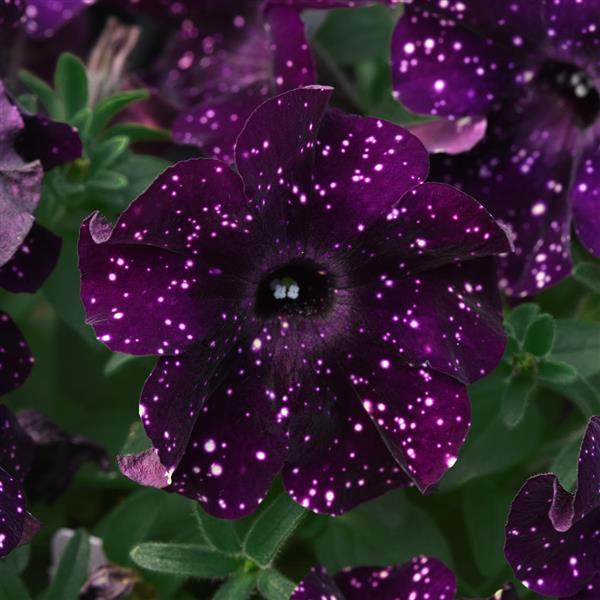 Starlet™ Midnight Sky