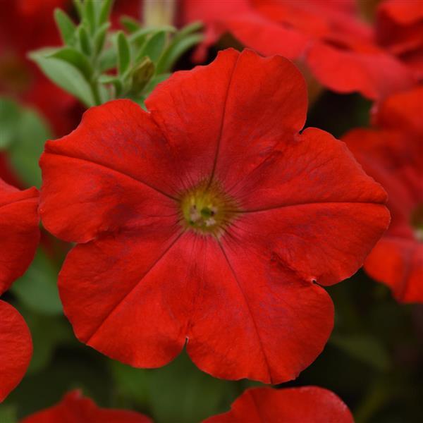 Starlet™ Red 26