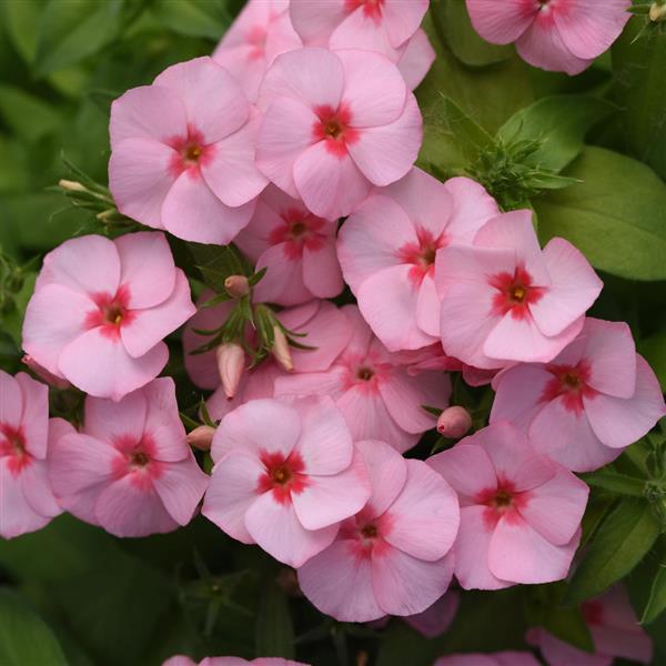 Gisele<sup>®</sup> Light Pink+Eye