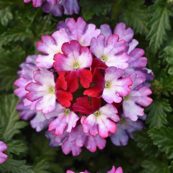 Beats™ Purple+White