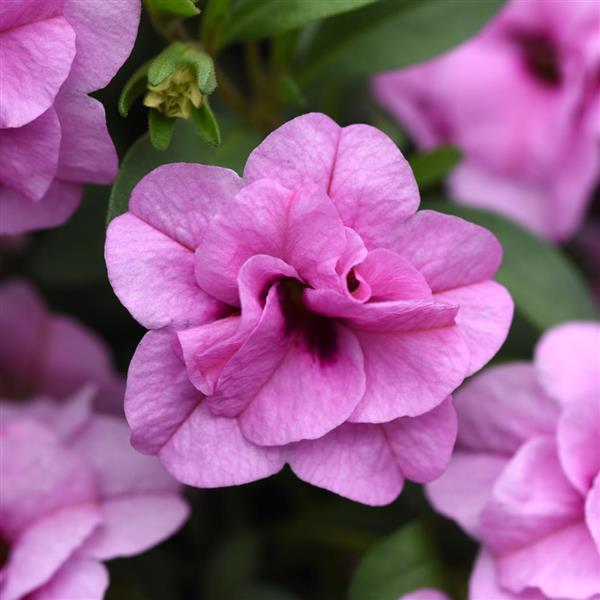 MiniFamous<sup>®</sup> Uno Double Light Pink 26