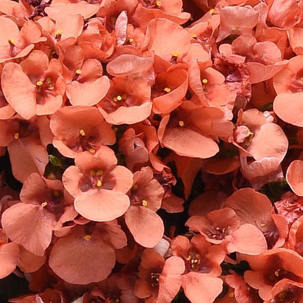 Piccadilly™ Dark Salmon