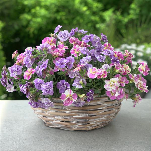 Trixi® FunTopia Utopia